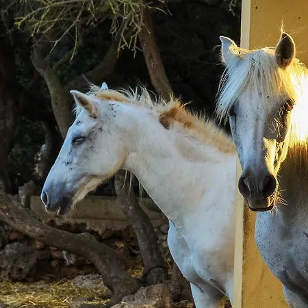 Rural Predio Son Serra Country house Can Picafort (Mallorca)